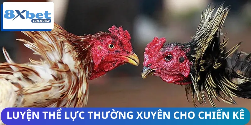 Những bài tập thể lực để thực hiện cho gà chọi