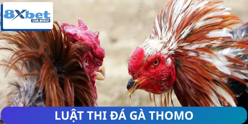Thể thức đấu của một trận đá gà Thomo