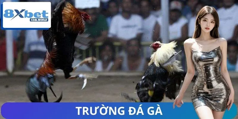 Trường Đá Gà – Thế Giới Đỉnh Cao Của Những Chiến Kê